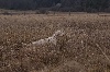  - Fields sur Bécassines - Egliseneuve 1er jour