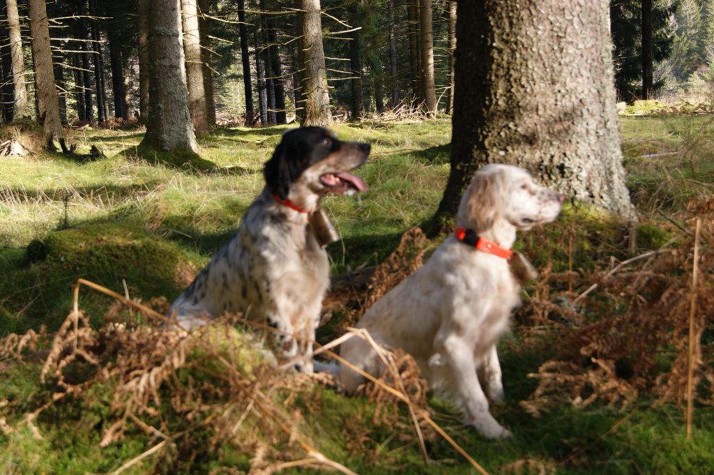 de la croix du bucheron - BOIS MEUR