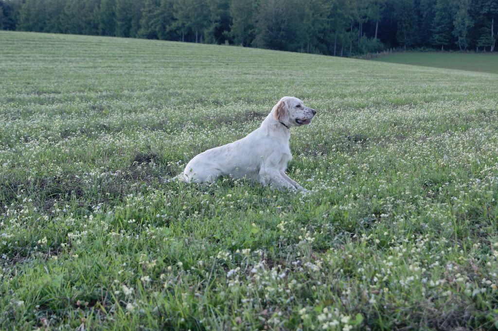 CH. TR. Galine de la croix du bucheron